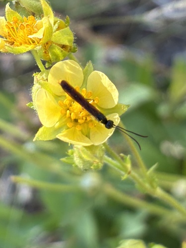 iNaturalist observation photo of Phylloecus