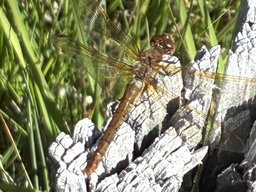 iNaturalist observation photo of Red-veined Meadowhawk