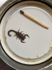 Pseudolychas ochraceus