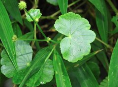 Hydrocotyle ramiflora