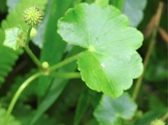 Hydrocotyle ramiflora