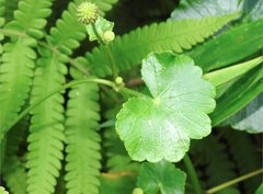 Hydrocotyle ramiflora
