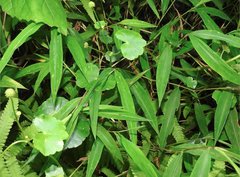 Hydrocotyle ramiflora