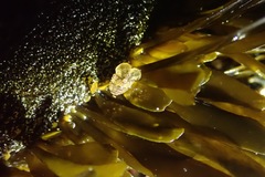 Exosphaeroma amplicauda