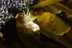 Exosphaeroma amplicauda