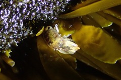 Exosphaeroma amplicauda