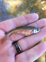 Clinostomus funduloides