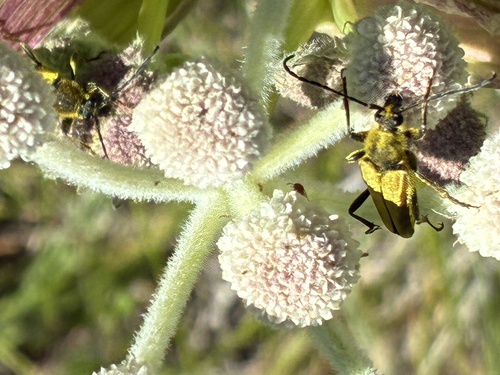 iNaturalist observation photo of Yellow Velvet Beetle