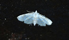 Neurophyseta