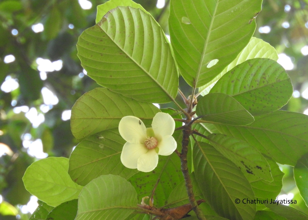 Dillenia retusa (Dillenia retusa)