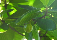 Dillenia retusa