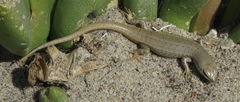 Trachylepis hoeschi