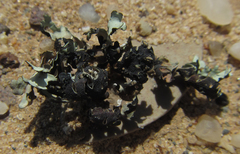 Xanthoparmelia walteri