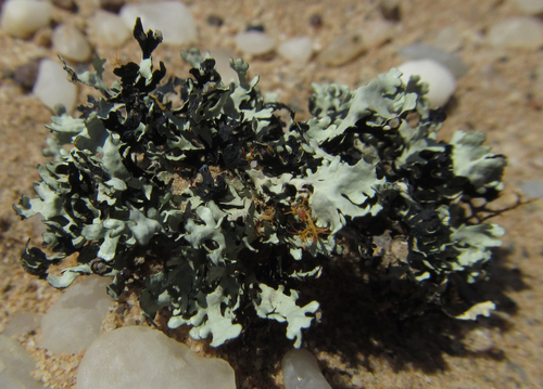 Gravel Plain Shield Lichen (Xanthoparmelia walteri)