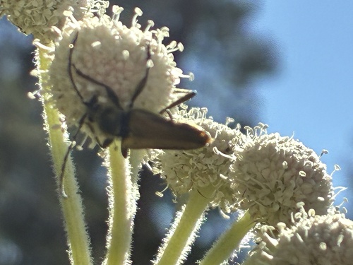 iNaturalist observation photo of Yellow Velvet Beetle