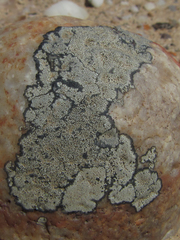 Dimelaena australiensis