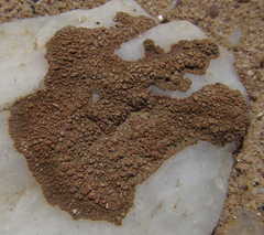 Stellarangia testudinea