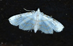 Neurophyseta