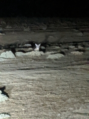 Vulpes macrotis mutica