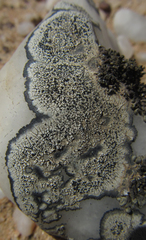 Dimelaena australiensis