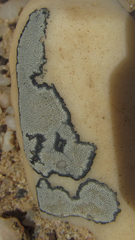 Dimelaena australiensis