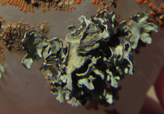 Xanthoparmelia walteri