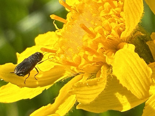 iNaturalist observation photo of Melanthaxia