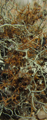 Teloschistes puber