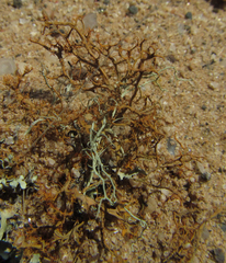 Teloschistes puber
