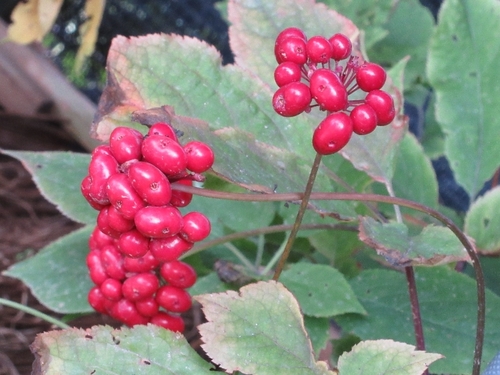 Ginseng
