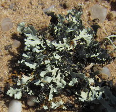 Xanthoparmelia walteri