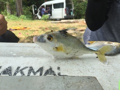 Hollow-Snouted Tripodfish photo 5