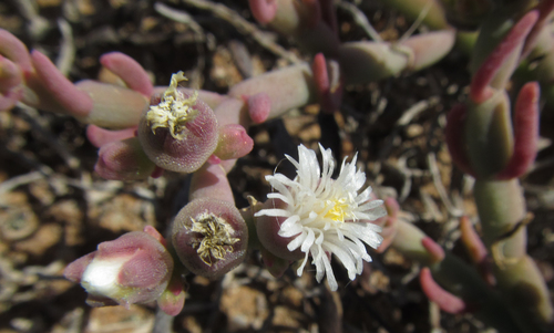 Mesembryanthemum kuntzei (Mesembryanthemum kuntzei)