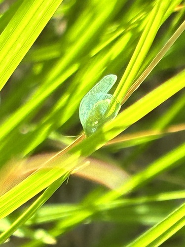 iNaturalist observation photo of Winged and Once-winged Insects