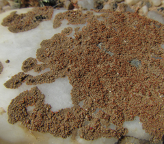 Stellarangia testudinea