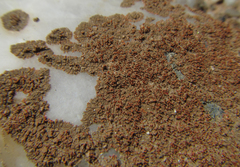 Stellarangia testudinea