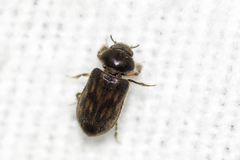 Heterocerus fenestratus