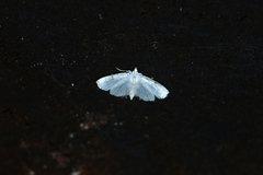 Neurophyseta