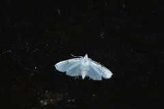 Neurophyseta