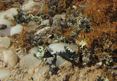 Xanthoparmelia walteri