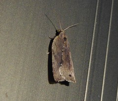 Planotortrix