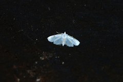 Neurophyseta