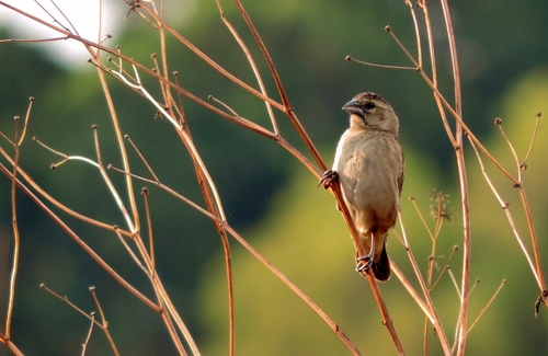 Yellow-mantled Widowbird