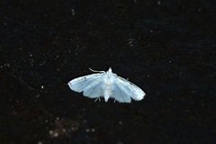 Neurophyseta