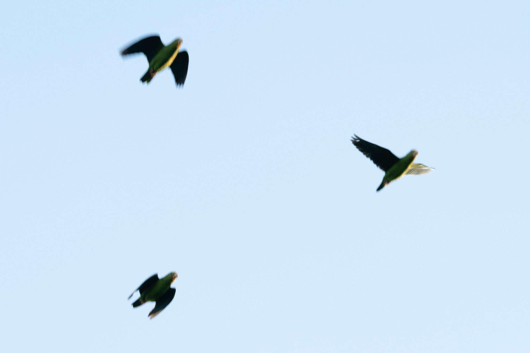 Cobalt-winged Parakeet (Brotogeris cyanoptera), photo 5