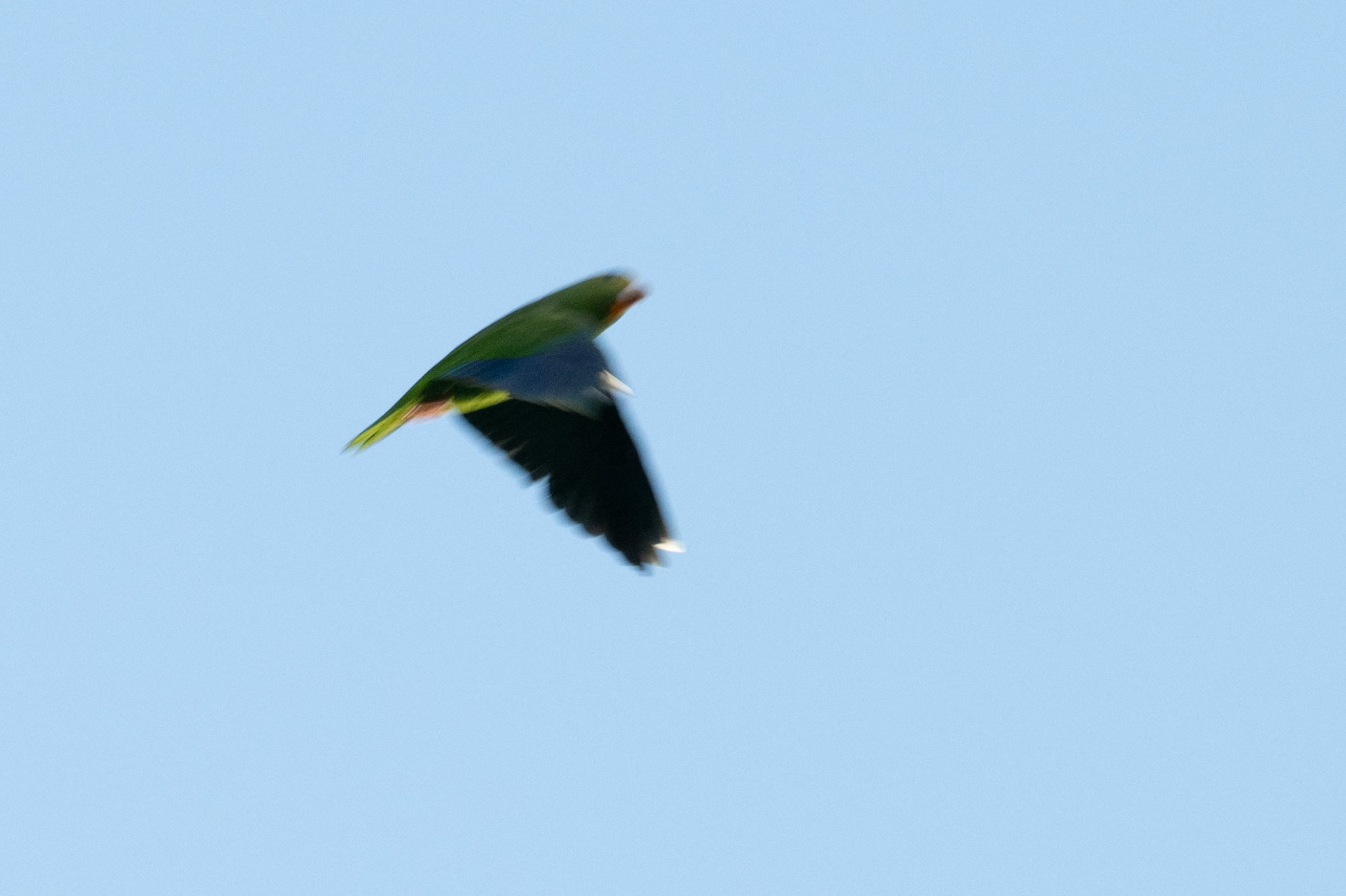 Cobalt-winged Parakeet (Brotogeris cyanoptera), photo 4