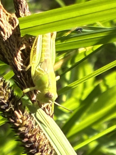 iNaturalist observation photo of Two-striped Grasshopper