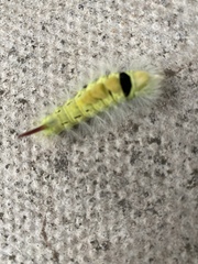 Calliteara pudibunda