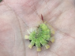 Calliteara pudibunda