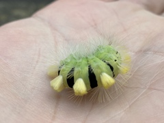 Calliteara pudibunda